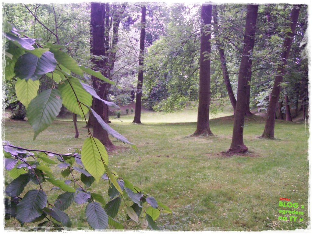 Park Miejski w Nysie zogrodemnaty33
