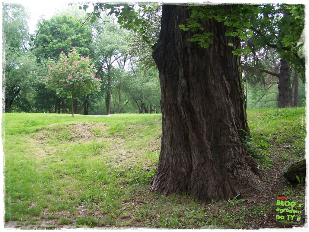 Park Miejski w Nysie zogrodemnaty35
