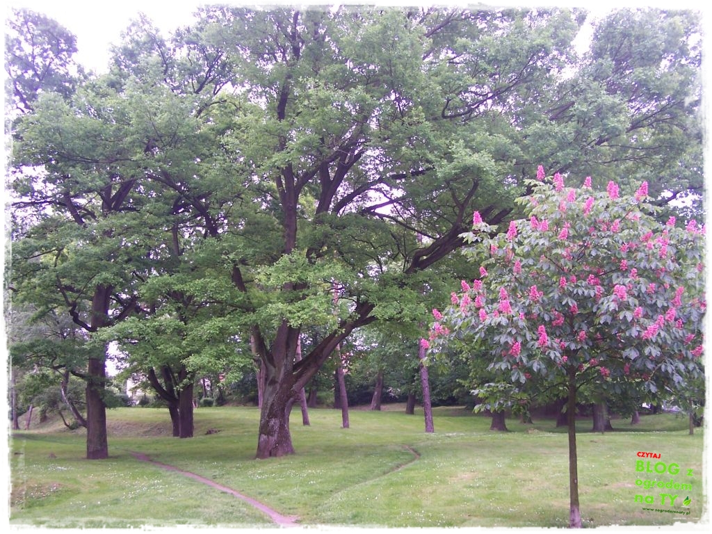 Park Miejski w Nysie zogrodemnaty37