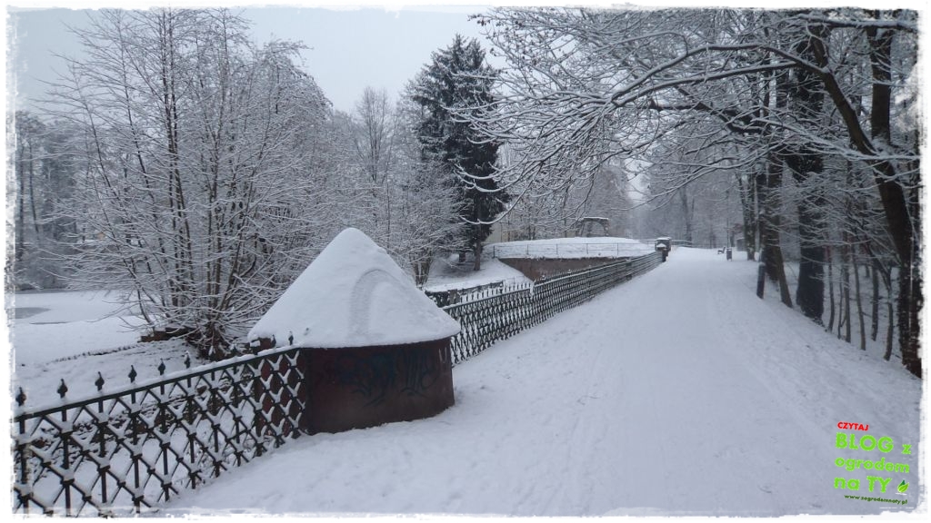 Park Miejski w Nysie zogrodemnaty4