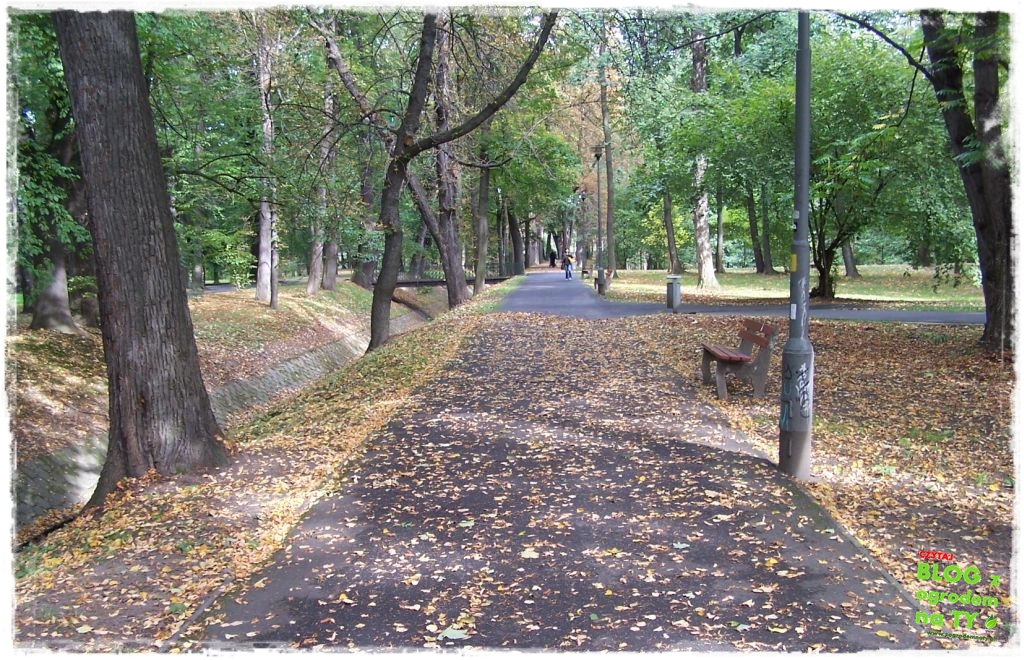 Park Miejski w Nysie zogrodemnaty51