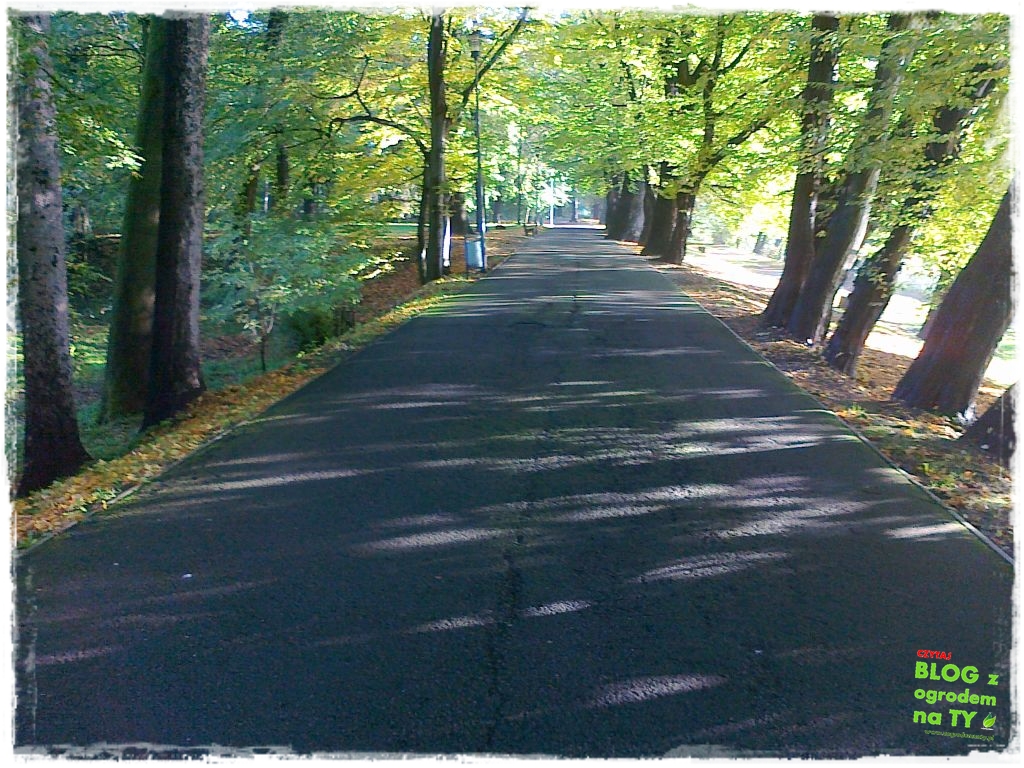 Park Miejski w Nysie zogrodemnaty52