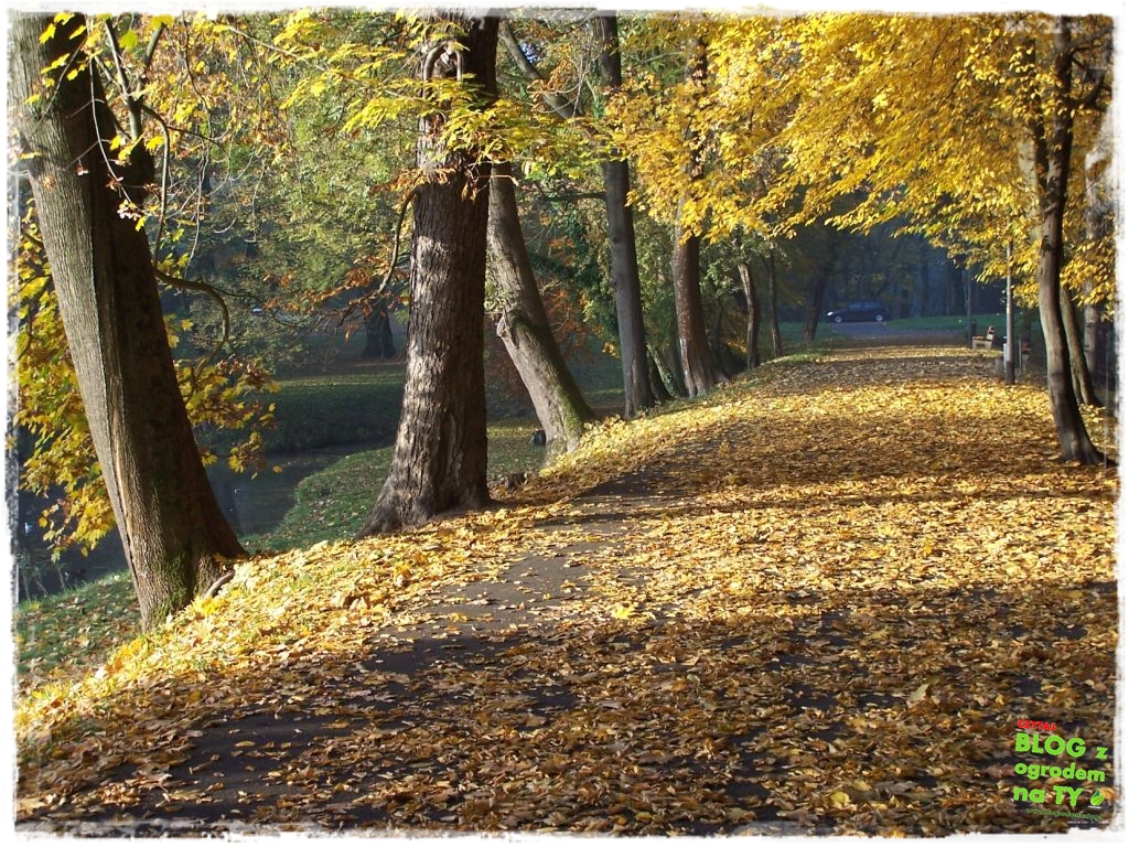 Park Miejski w Nysie zogrodemnaty54