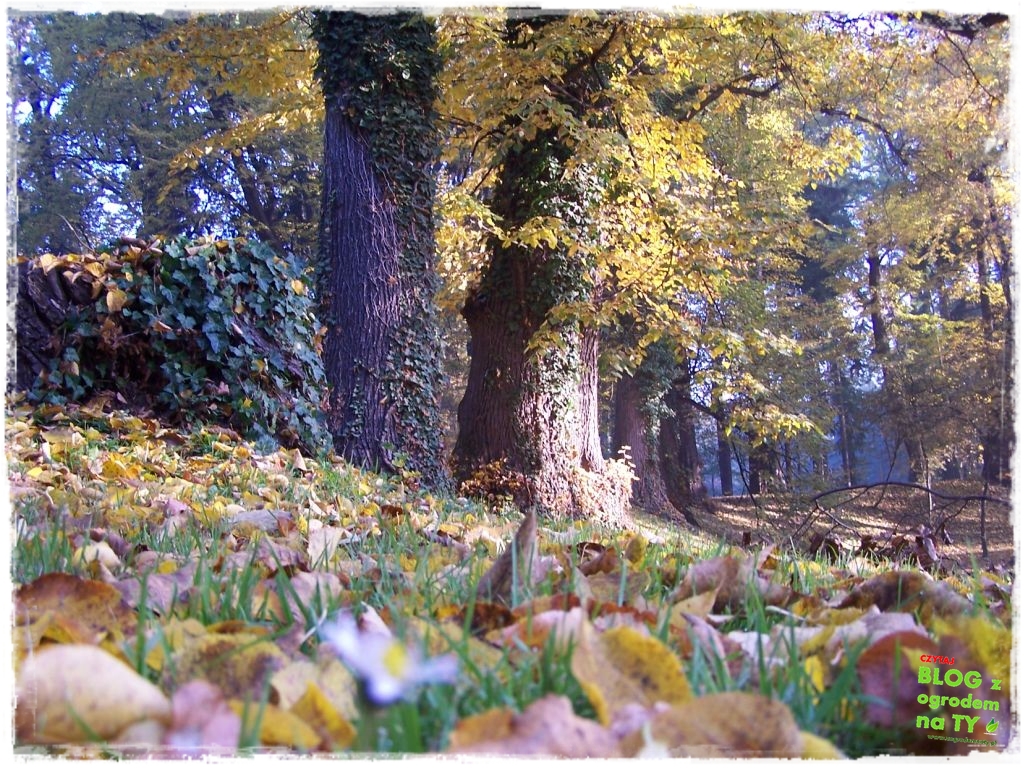 Park Miejski w Nysie zogrodemnaty55