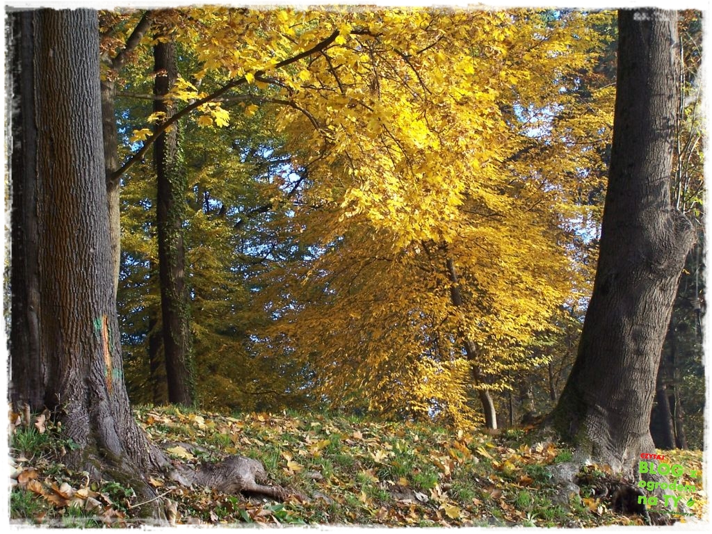 Park Miejski w Nysie zogrodemnaty57