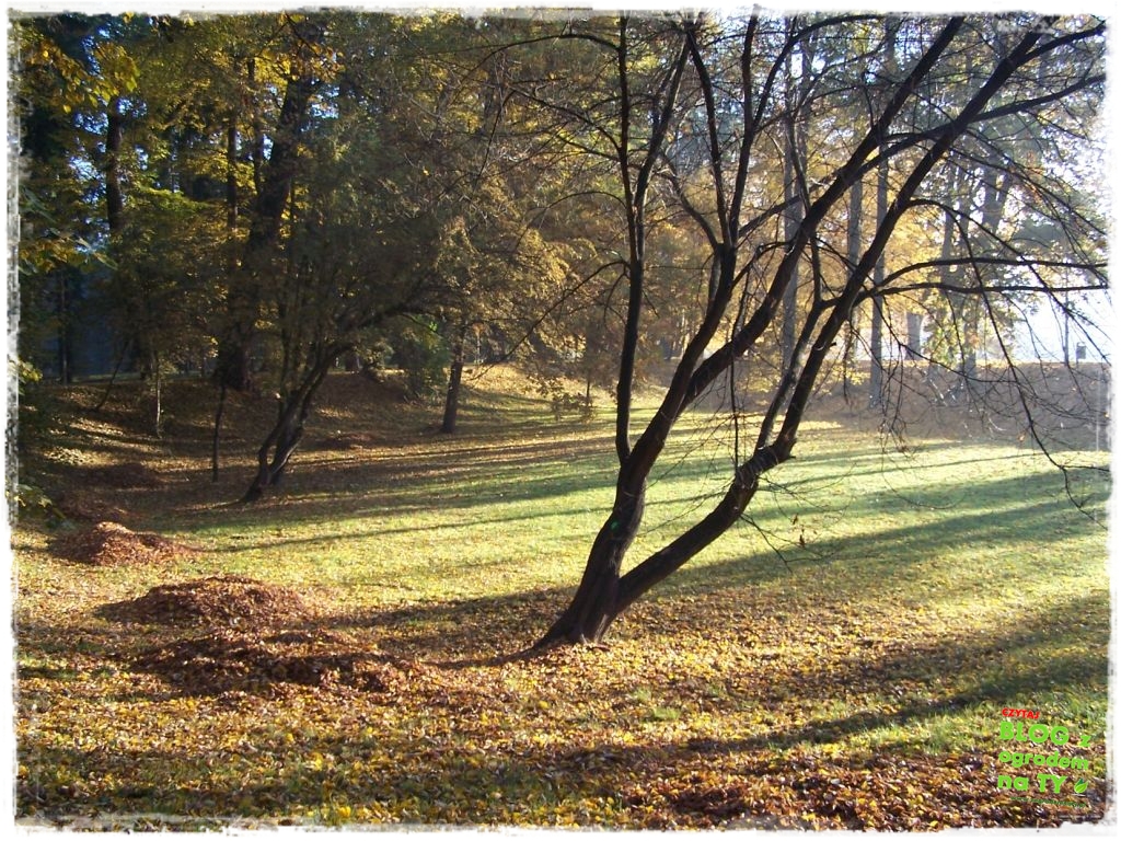 Park Miejski w Nysie zogrodemnaty59