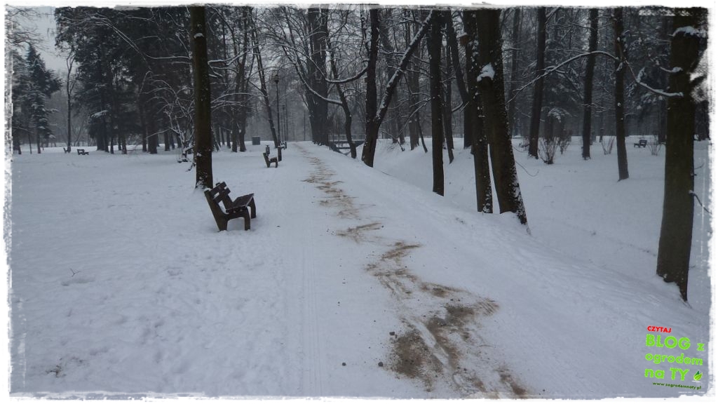 Park Miejski w Nysie zogrodemnaty6