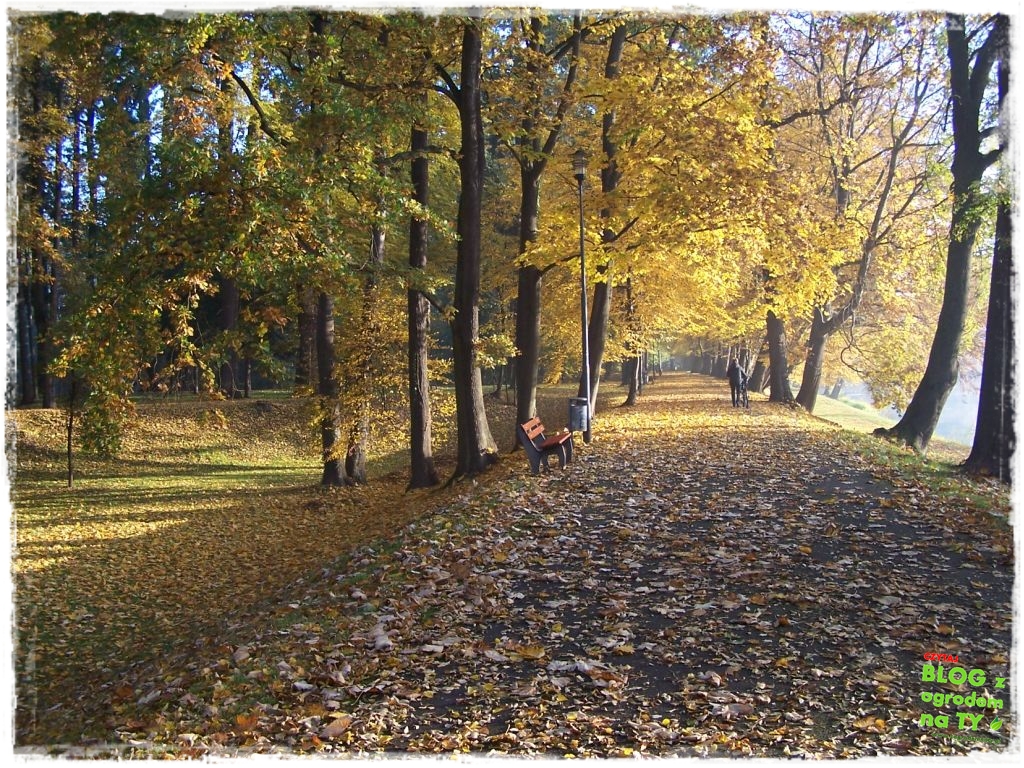 Park Miejski w Nysie zogrodemnaty60