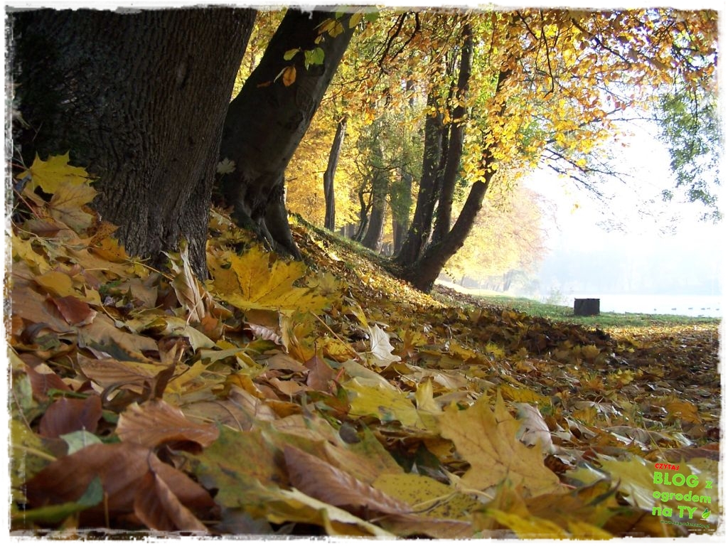 Park Miejski w Nysie zogrodemnaty61