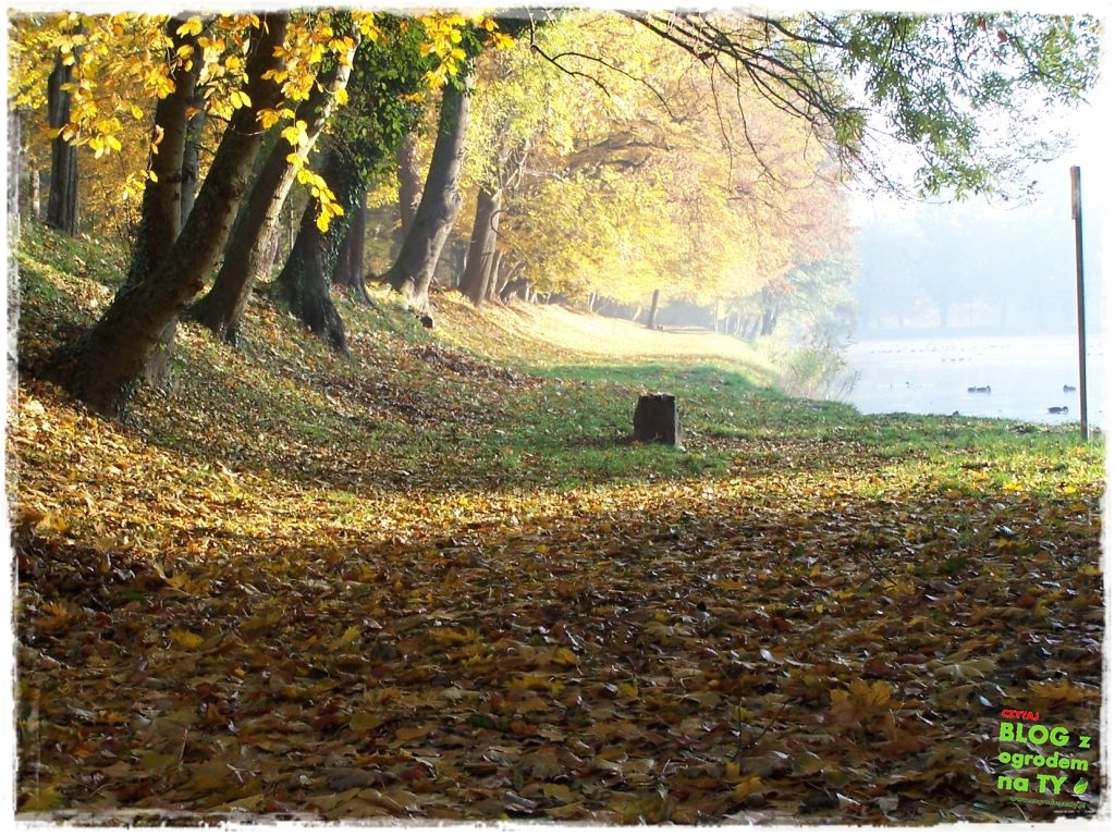 Park Miejski w Nysie zogrodemnaty62