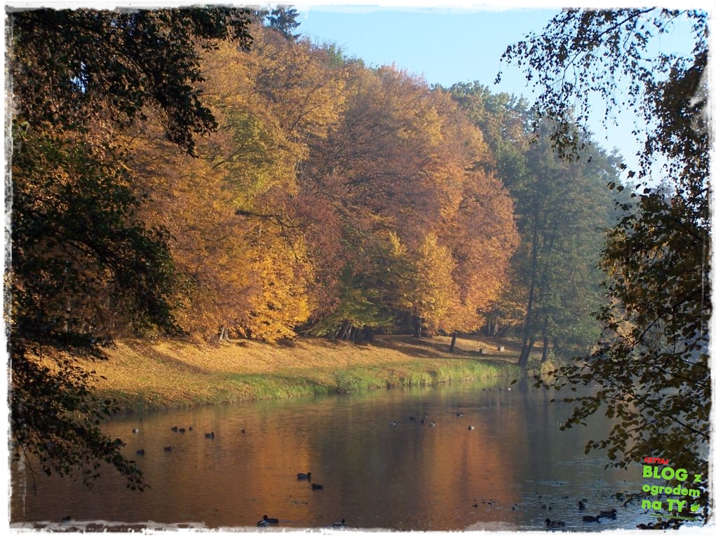 Park Miejski w Nysie zogrodemnaty63