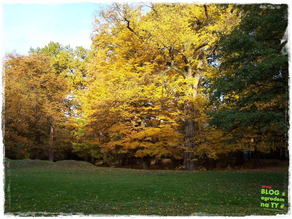 Park Miejski w Nysie zogrodemnaty65