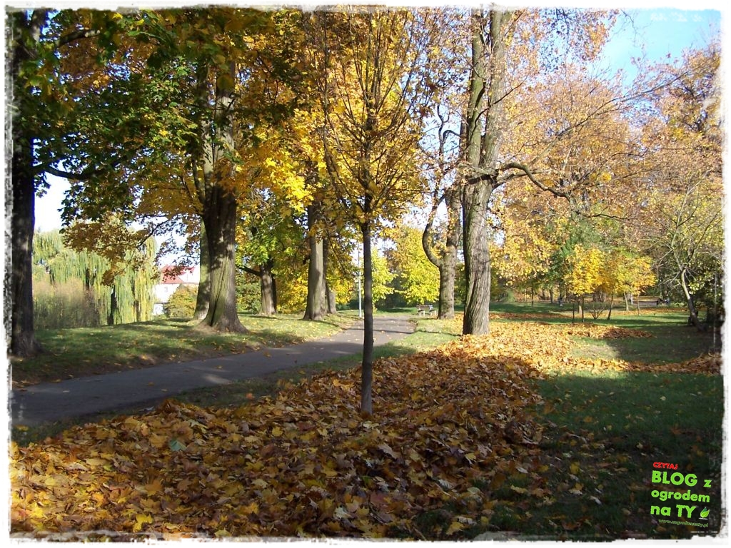 Park Miejski w Nysie zogrodemnaty66