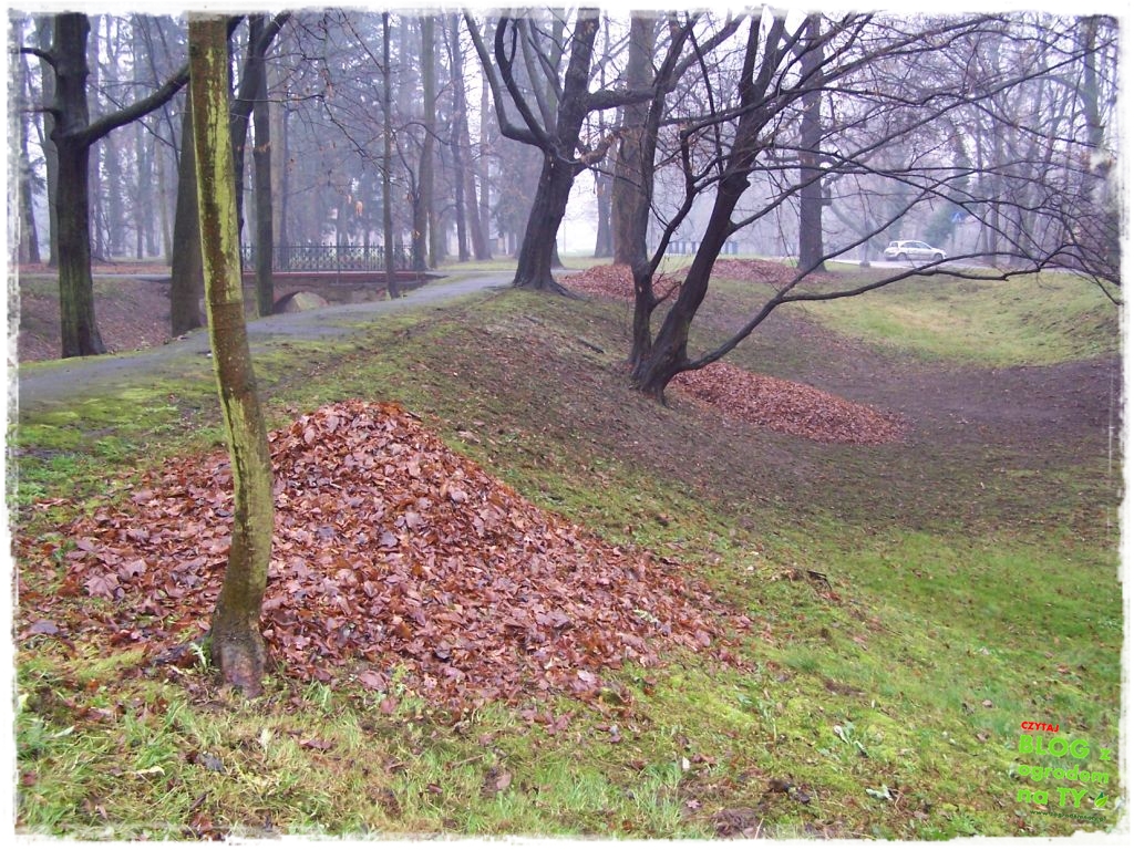 Park Miejski w Nysie zogrodemnaty74