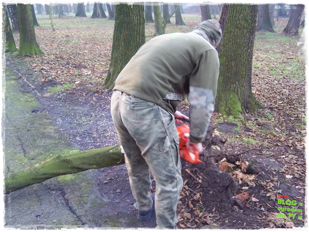 Park Miejski w Nysie zogrodemnaty77