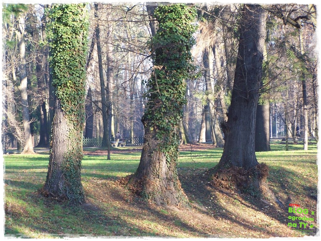 Park Miejski w Nysie zogrodemnaty79