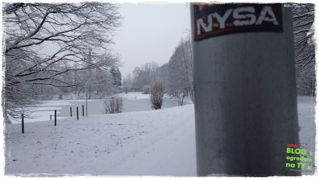 Park Miejski w Nysie zogrodemnaty8