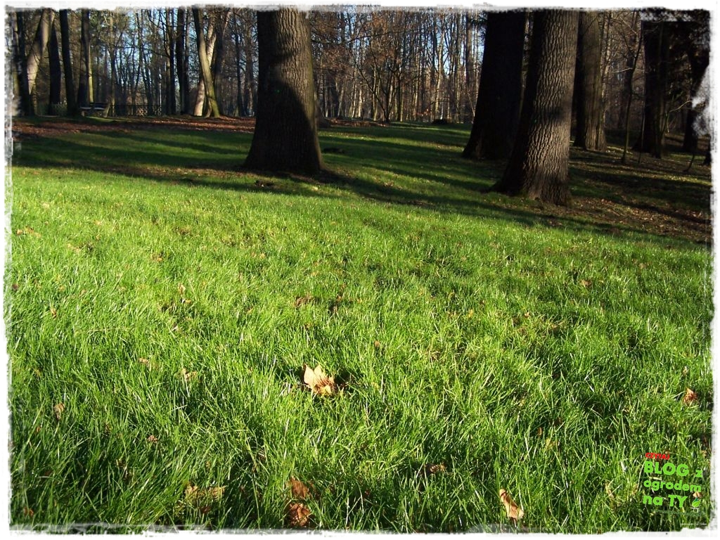 Park Miejski w Nysie zogrodemnaty81