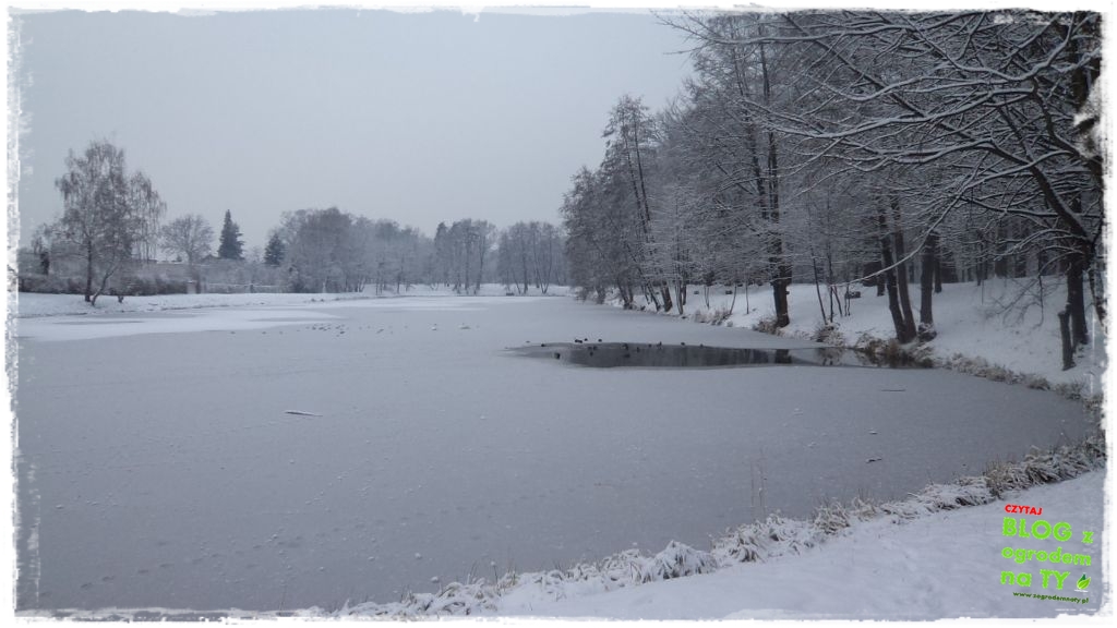 Park Miejski w Nysie zogrodemnaty9