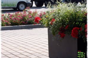 Firma ogrodnicza zogrodemnaty