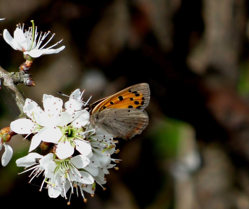 11416422_968636153205894_4889991401430091745_o