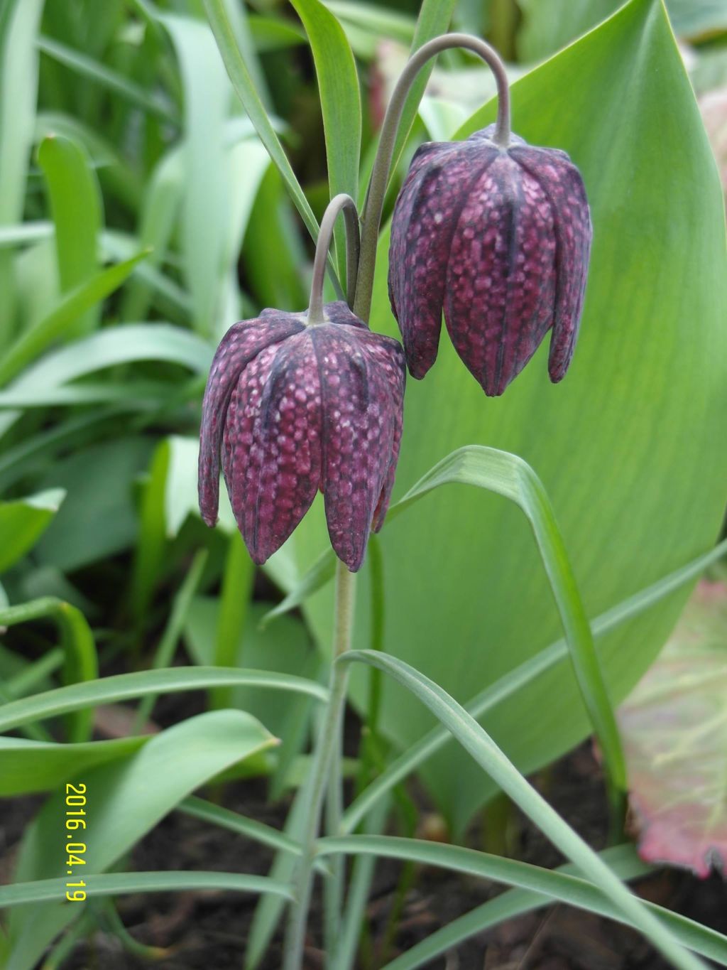 13040861_1318044921557632_7049000866737884490_o