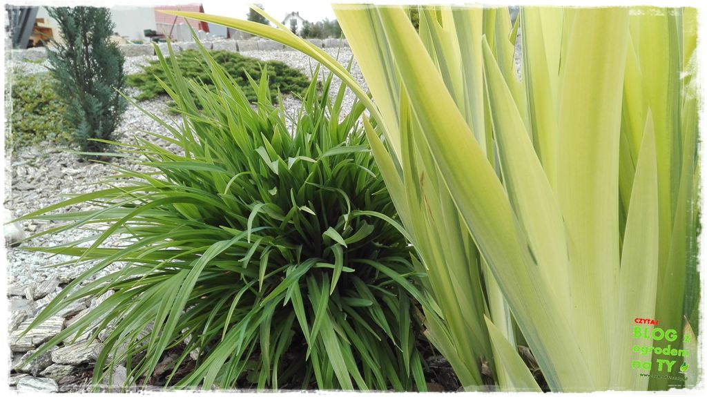 rabata kamienna z ogrodemnaty11