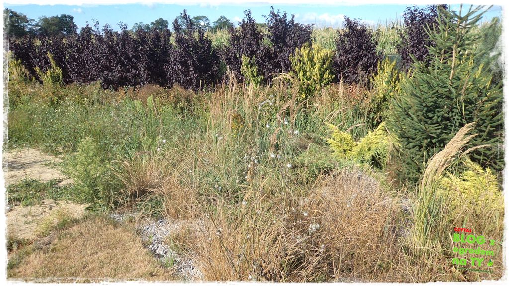 rabata kamienna z ogrodemnaty19