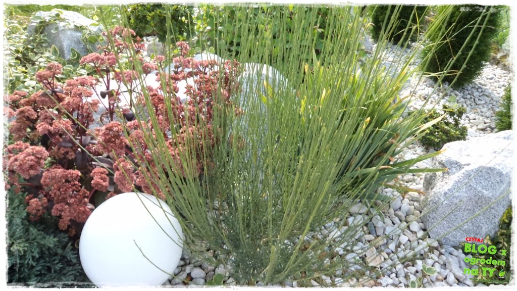 rabata kamienna z ogrodemnaty4