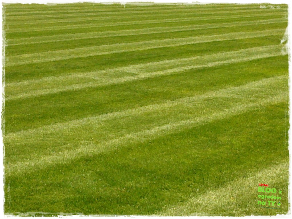 jak kosić trawnik zogrodemnaty33