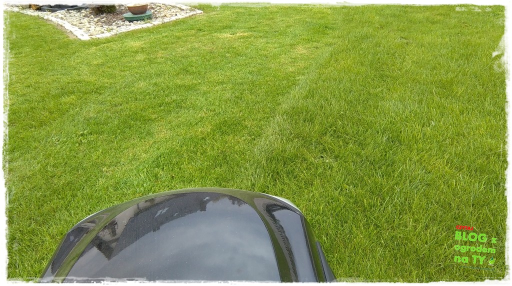 jak kosić trawnik zogrodemnaty4