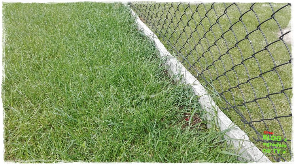 jak kosić trawnik zogrodemnaty7