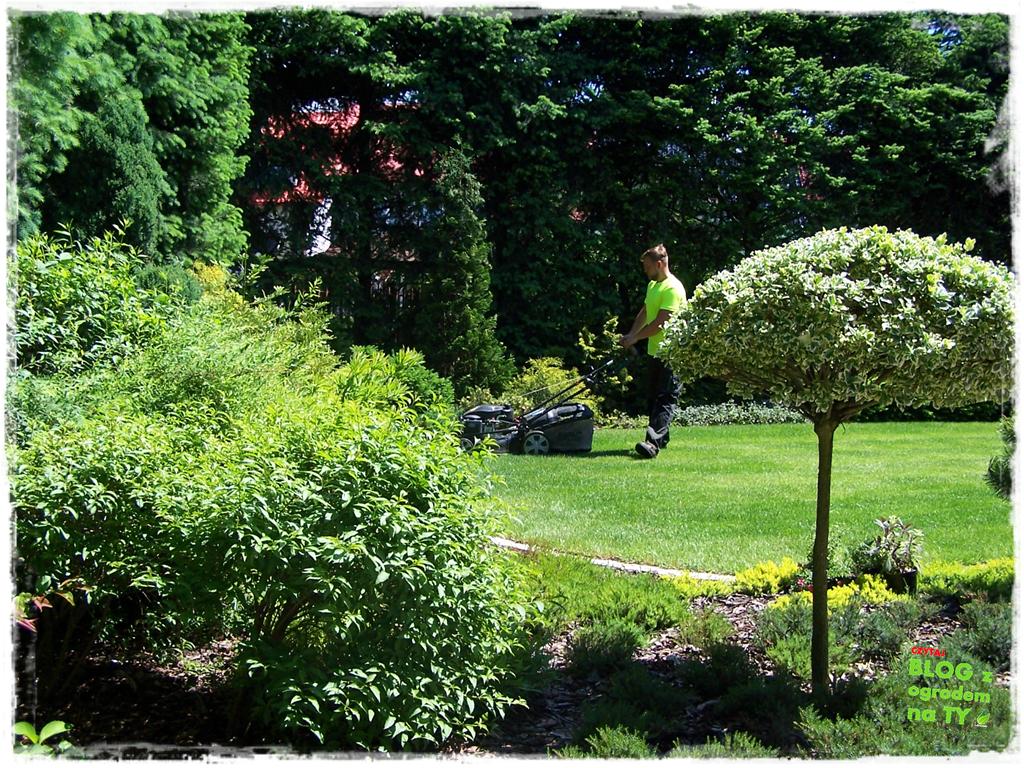 jak kosić trawnik zogrodemnaty2