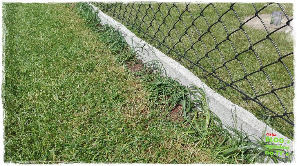 jak kosić trawnik zogrodemnaty8