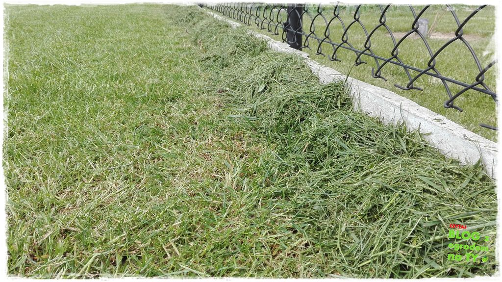 jak kosić trawnik zogrodemnaty10