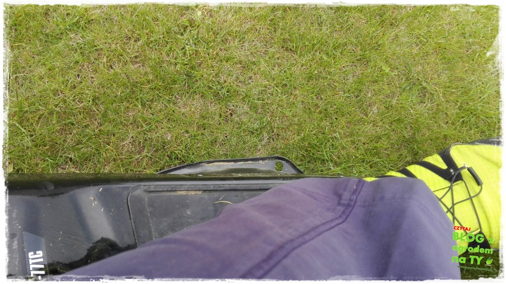 jak kosić trawnik zogrodemnaty6