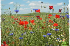 firma ogrodnicza zogrodemnaty