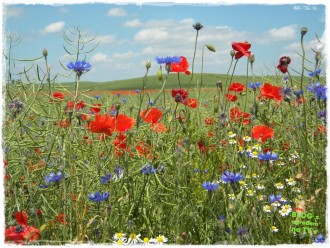 firma ogrodnicza zogrodemnaty