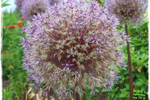 kapias zogrodemnat27