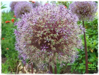 kapias zogrodemnat27