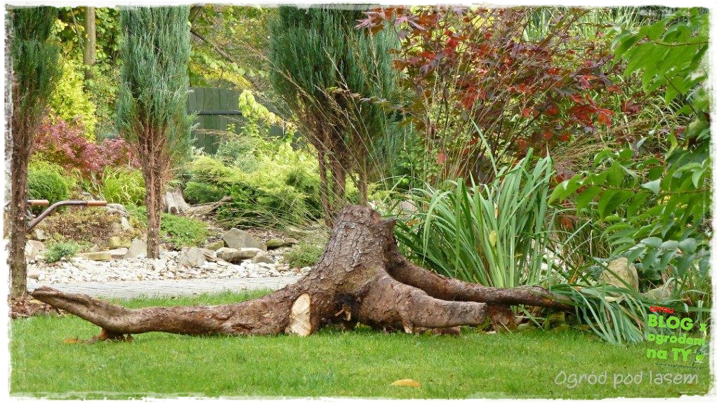 korzen_ogrodpodlasem_zogrodemnaty2