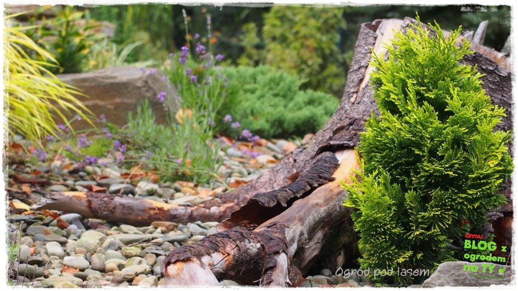 korzen_ogrodpodlasem_zogrodemnaty3