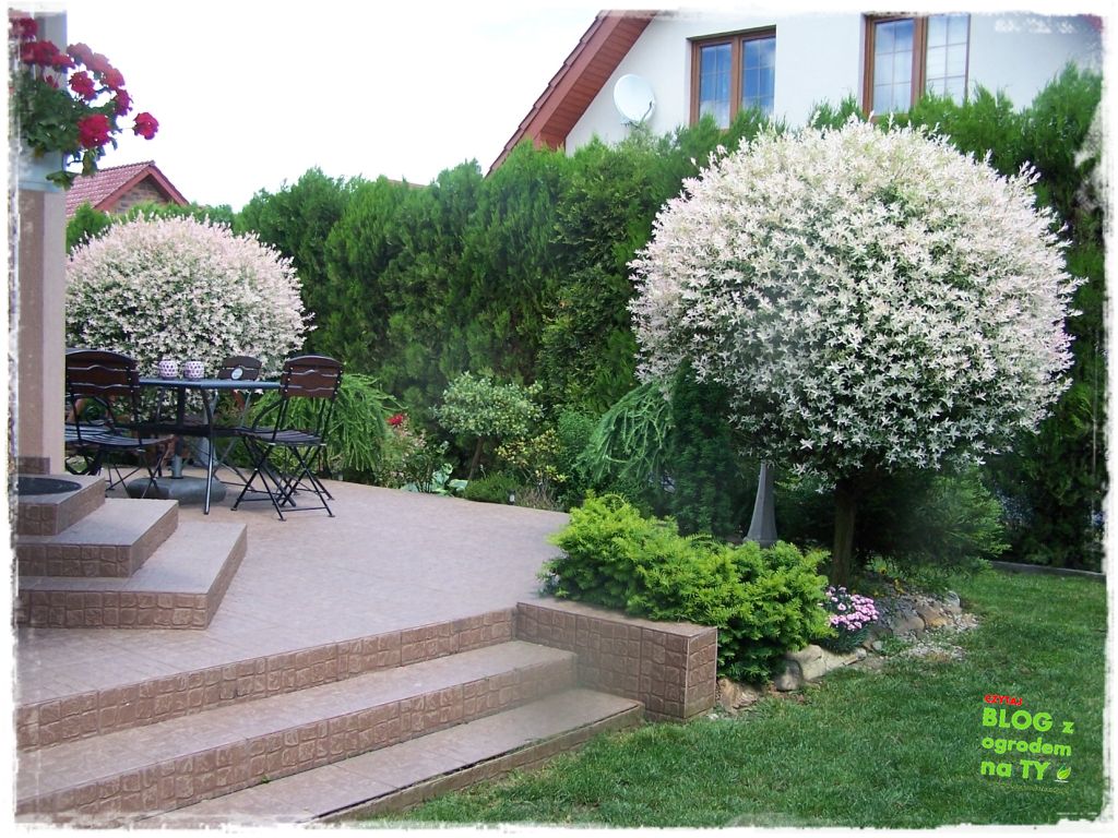 taras w ogrodzie zogrodemnaty20
