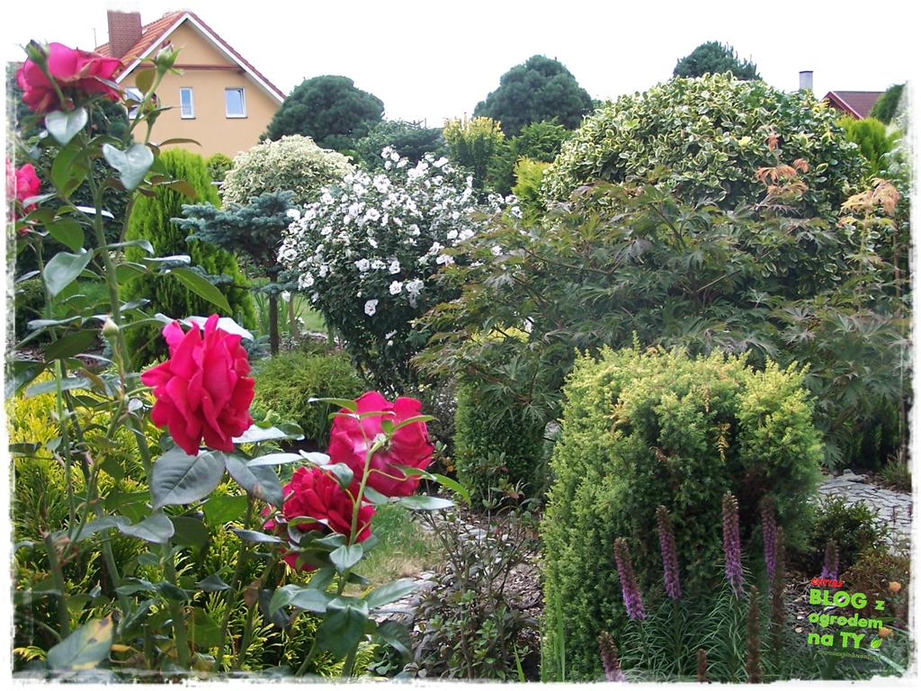 Ogród z dużą ilością gatunków zogrodemnaty20