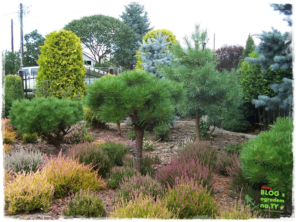 Ogród z dużą ilością gatunków zogrodemnaty4
