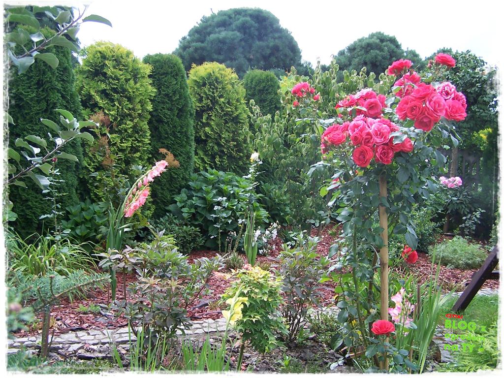 Ogród z dużą ilością gatunków zogrodemnaty29