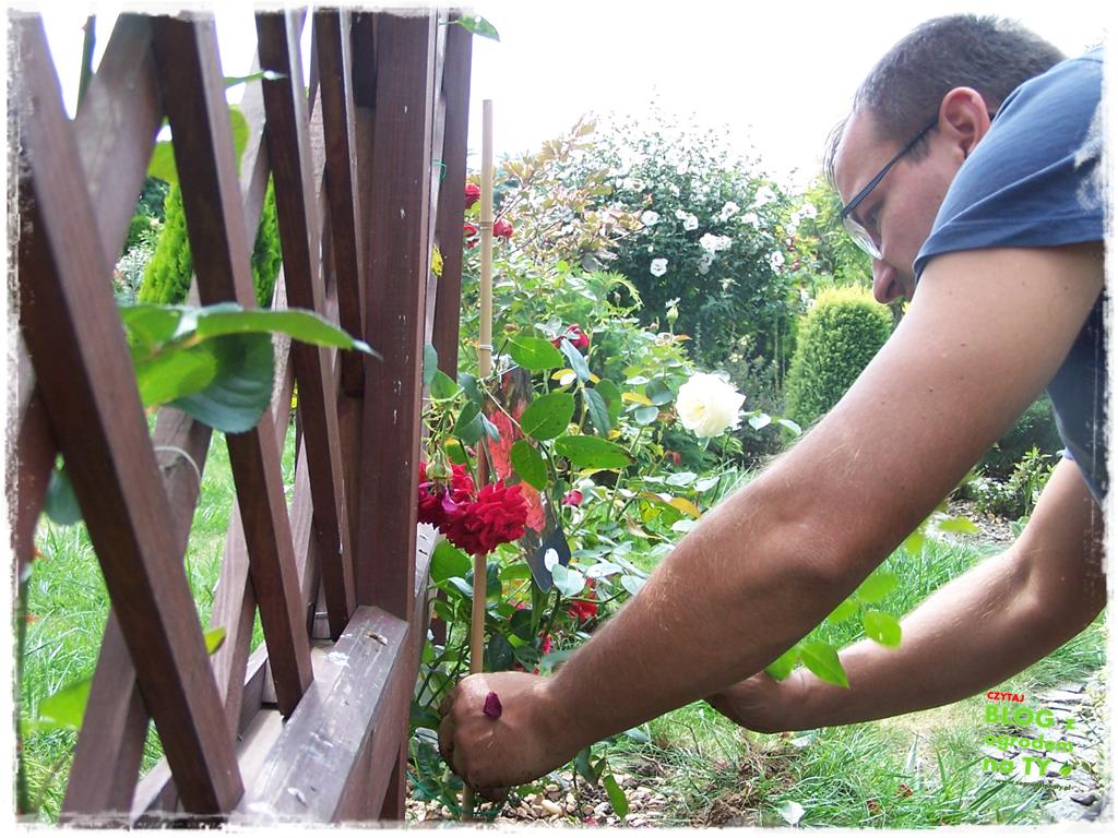 Ogród z dużą ilością gatunków zogrodemnaty18