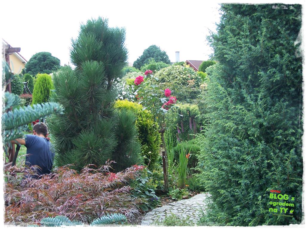 Ogród z dużą ilością gatunków zogrodemnaty16