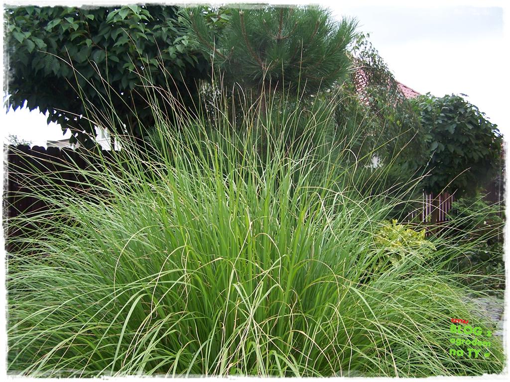 Ogród z dużą ilością gatunków zogrodemnaty10