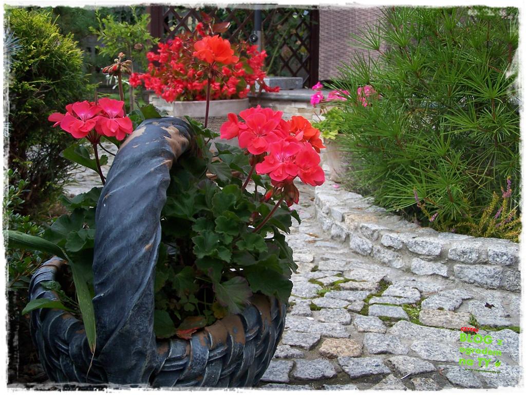 Ogród z dużą ilością gatunków zogrodemnaty21